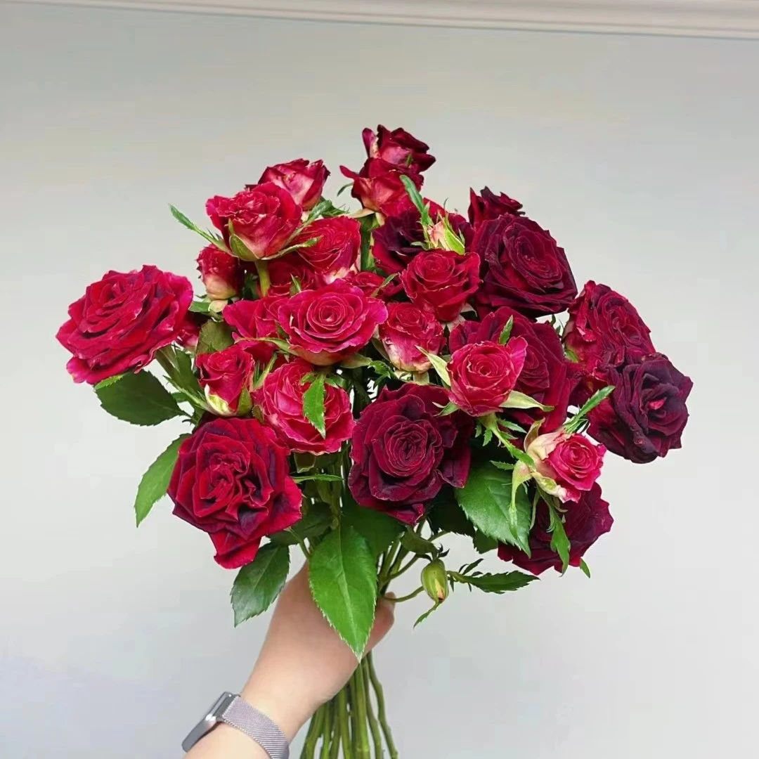 多头紫罗兰鲜花10支（断头正常现象）
