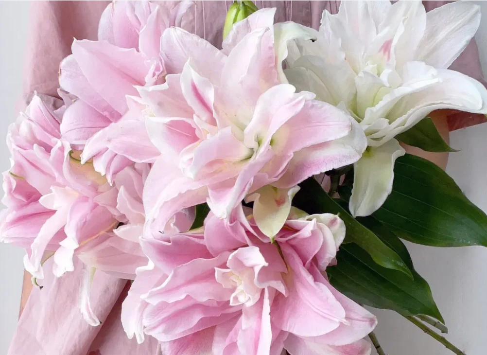 粉色多头重瓣百合希亚拉5支（懂花的拍）