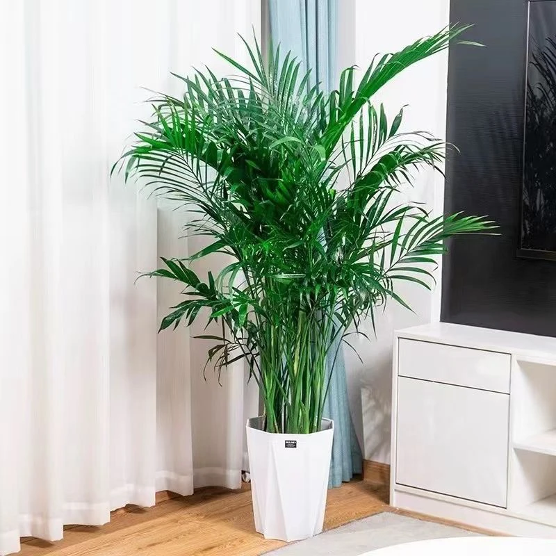 富贵椰袖珍椰子树室内大型绿植盆栽客厅净化空气天然加湿器
