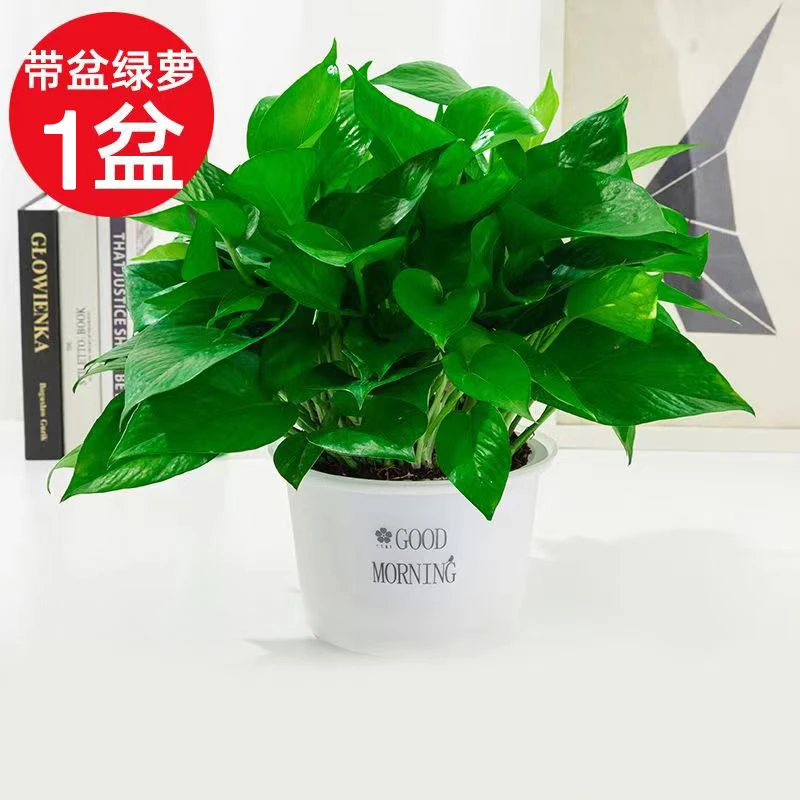 【升级款】绿萝盆栽室内净化空气大叶 四季常青绿箩花卉办公室绿植