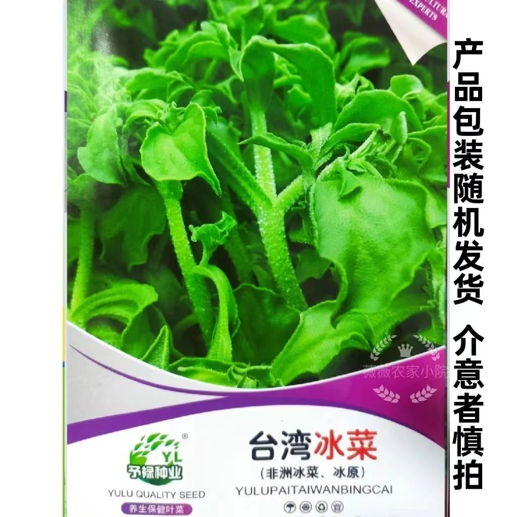 水晶冰菜种籽四季种植抗热高产易种