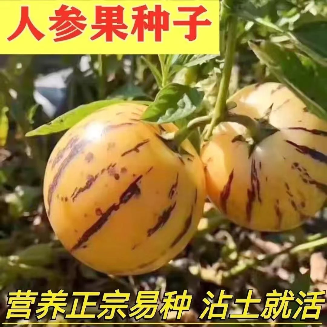 人参果种子四季播种阳台盆栽种植简单种植