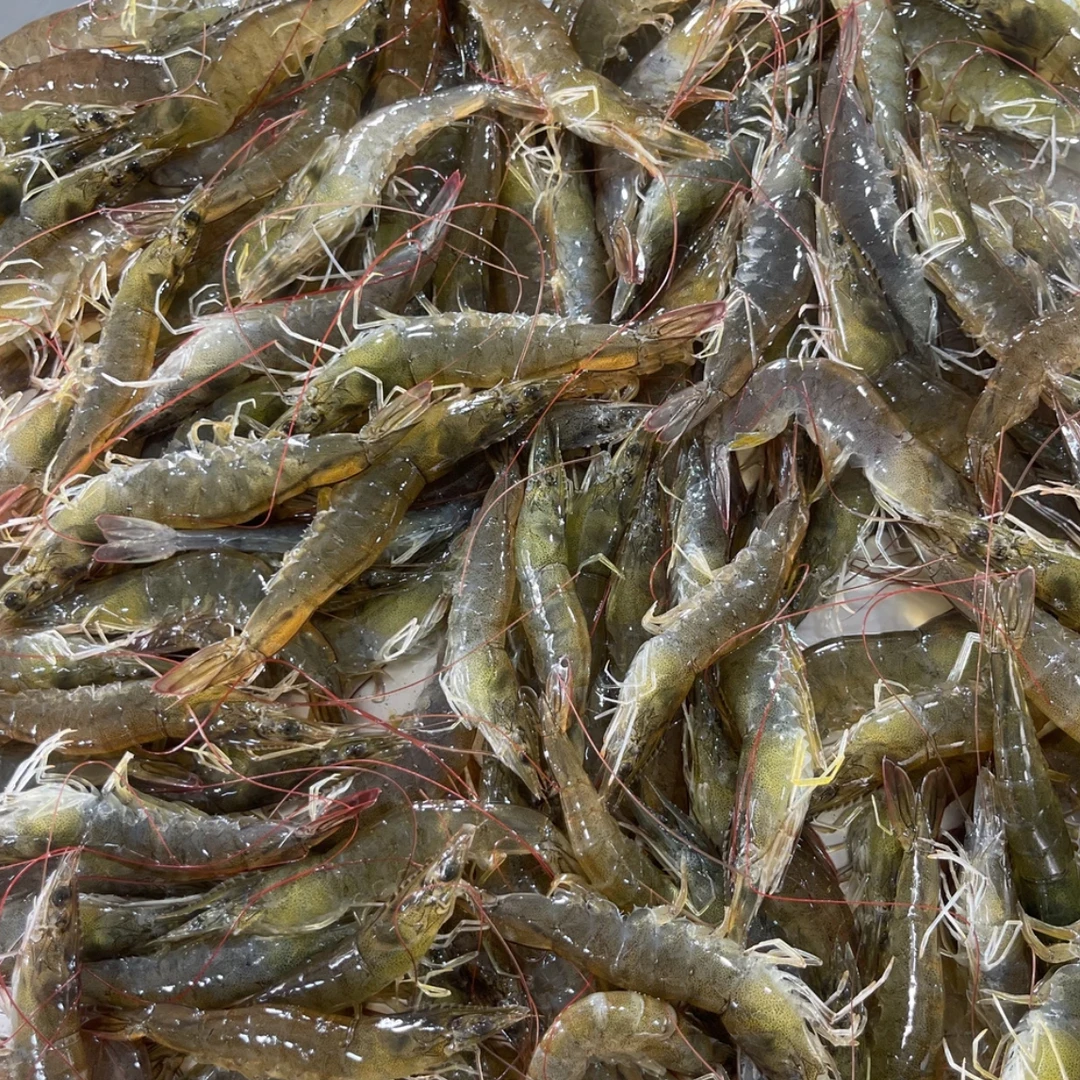 盐田虾（保鲜不保活）一斤40头左右大小混装顺丰