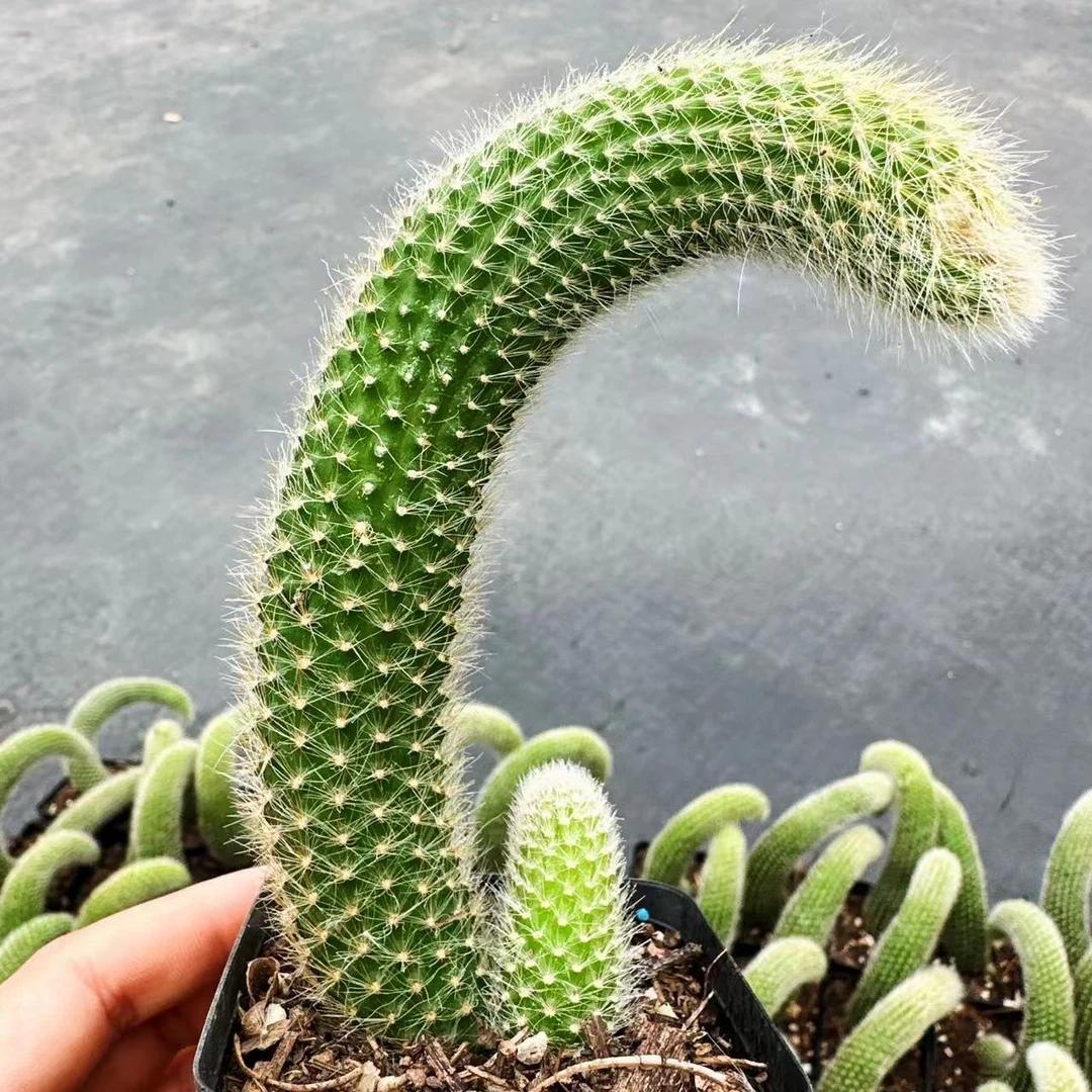 曼塔园艺（白毛九尾狐多肉盆栽）15公分长度