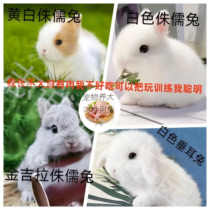 半价补发专用鲜兔肉已经发货拒收不退款不拦截购买请确认是否需要
