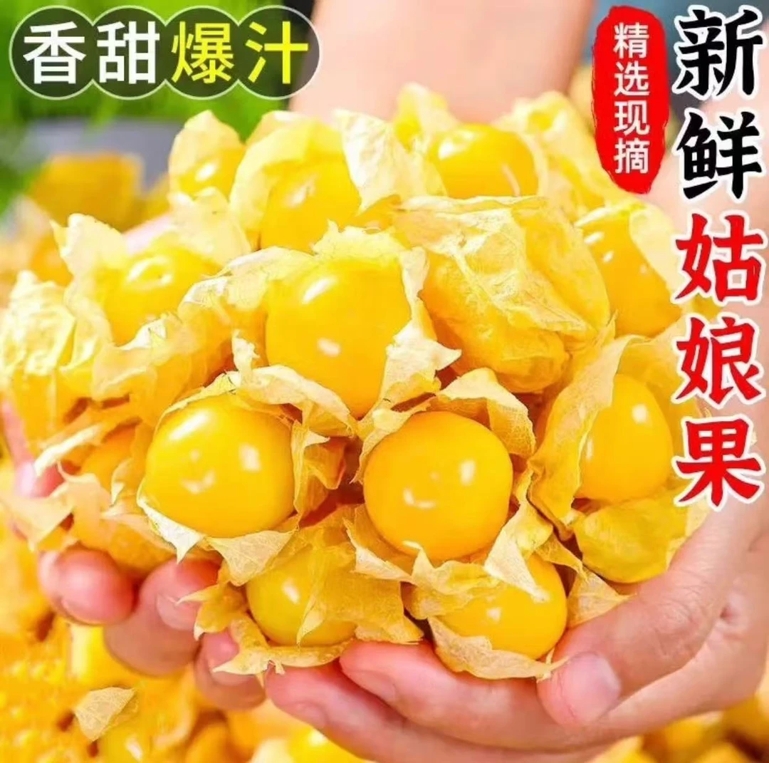 正宗东北姑娘果1/3斤装 新鲜现摘现发稀有水果清甜多汁