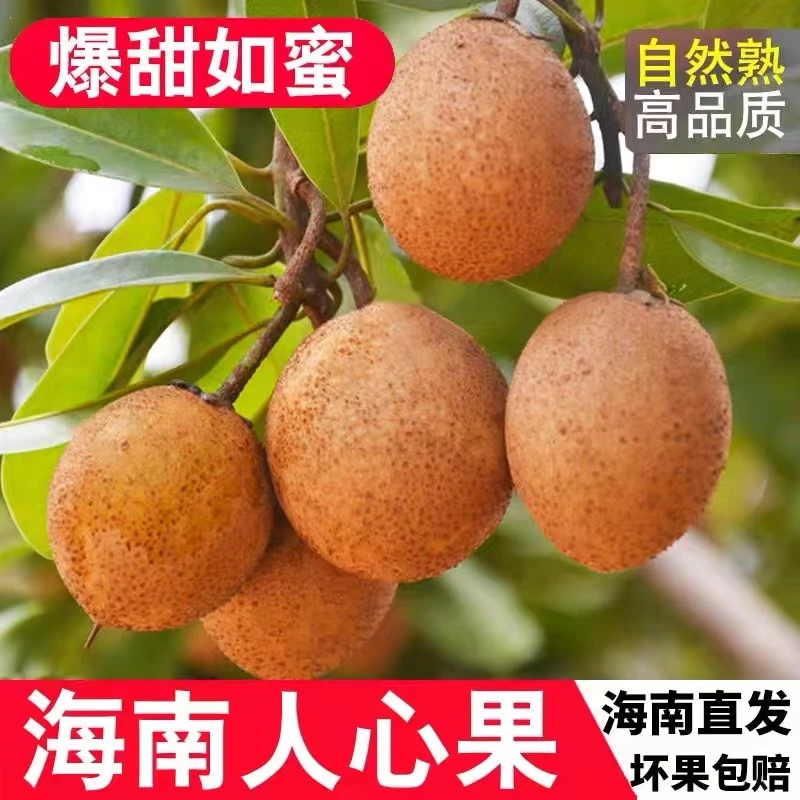 【产地直发】海南人心果当季新鲜现摘热带孕妇水果香甜多汁1/5斤