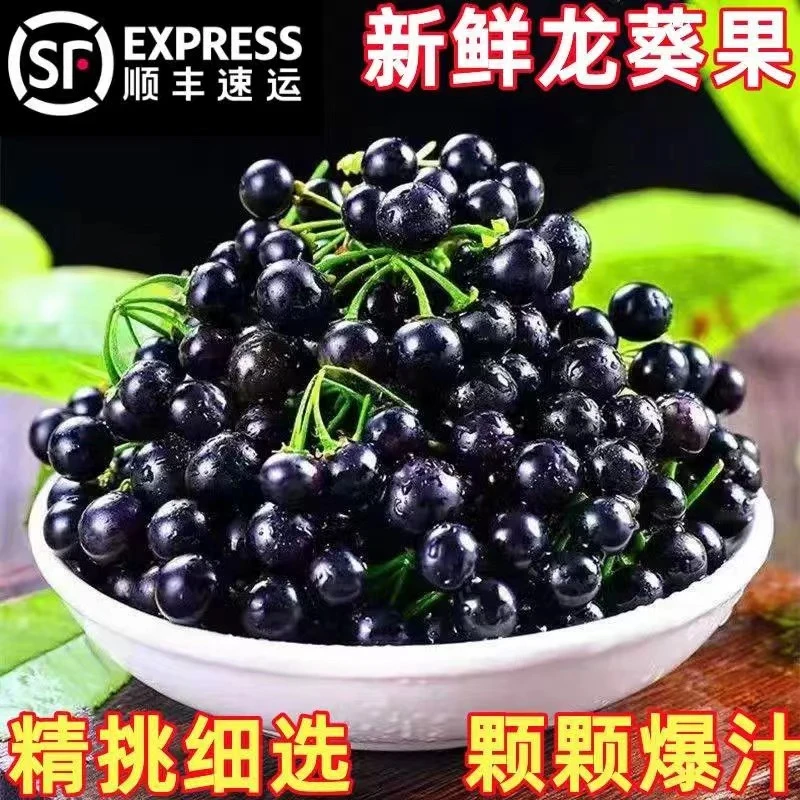【顺丰空运】野生龙葵果自然野生品种新鲜现摘现发