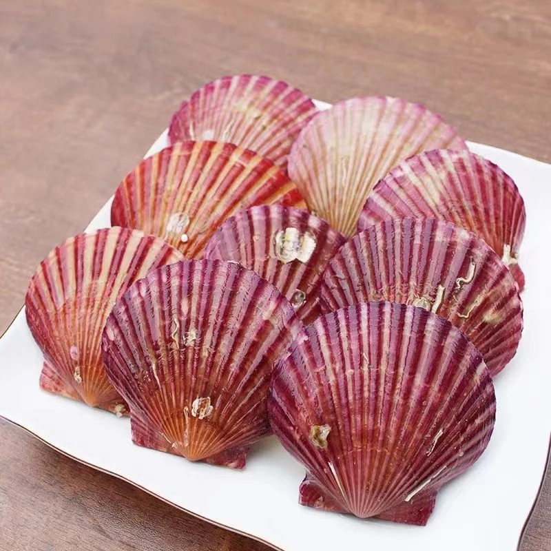 【孙永探鲜】大连扇贝小红贝(存在百分十的掉秤)