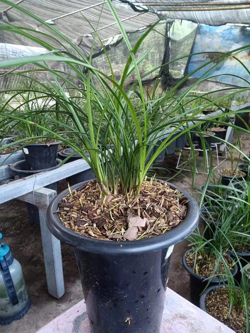 精美莲瓣兰盆栽室内绿植观赏植物