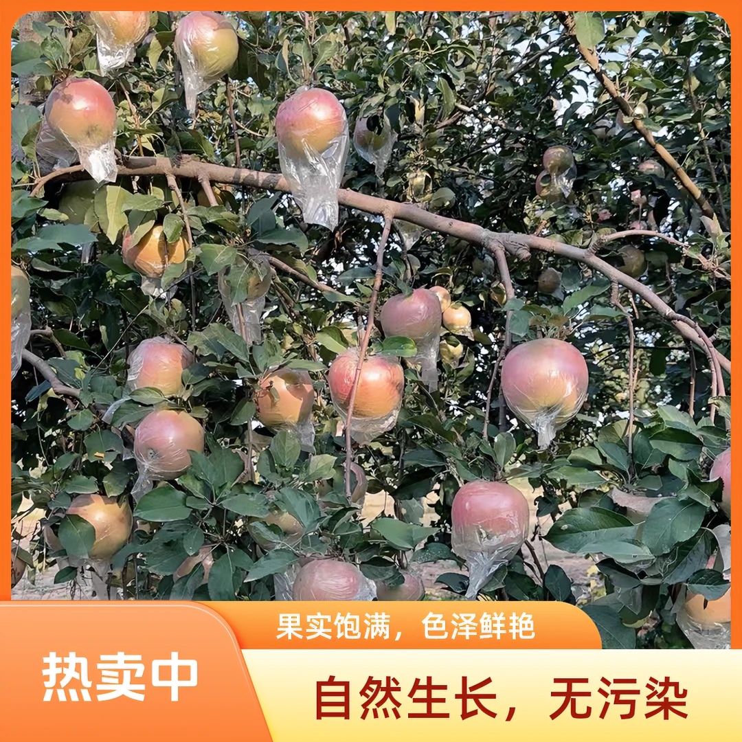 山东秋香生态果园采摘基地现摘先发应季水果红富士3号苹果