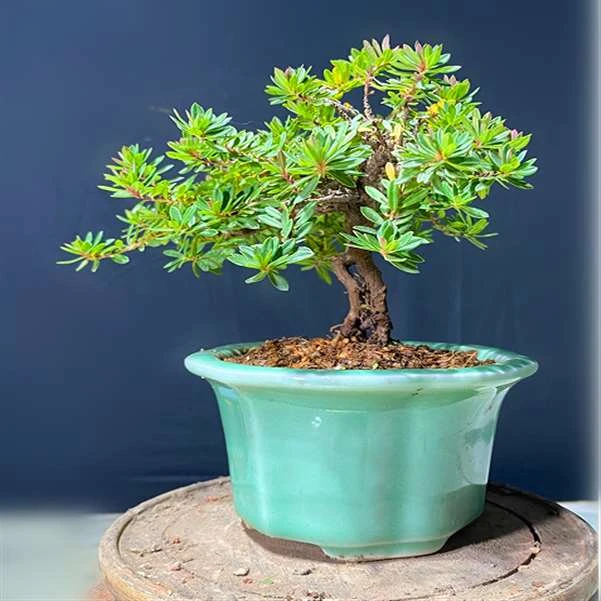 晟庆优选直播一物一拍专用链接珍珠黄杨瑞香