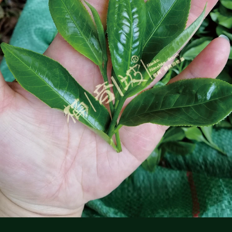 2025年昔归400年古树100克散茶