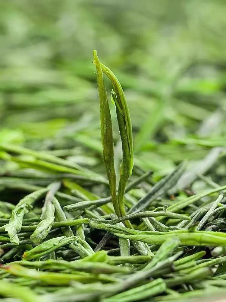 2024新茶安吉正宗高山明前白茶绿春茶叶散装浓香型原产地批发直销