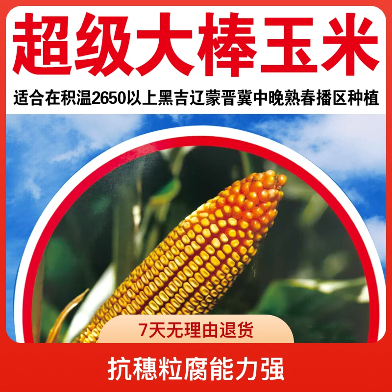 特大棒高产玉米种子抗虫抗病耐高温