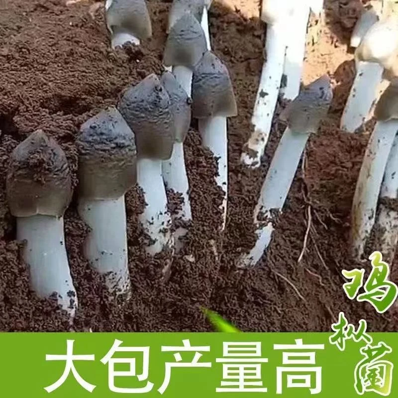 鸡枞菌种子高产伞把菇三塔菌荔枝菌云南食用菌人工种植 菌种包