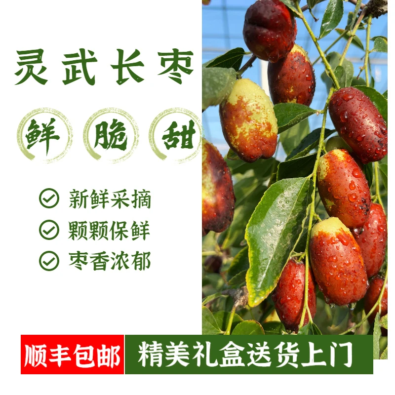 达人顺丰包邮-灵武长枣精品鲜枣2斤/3斤/5斤脆枣皮薄肉厚脆甜爽口