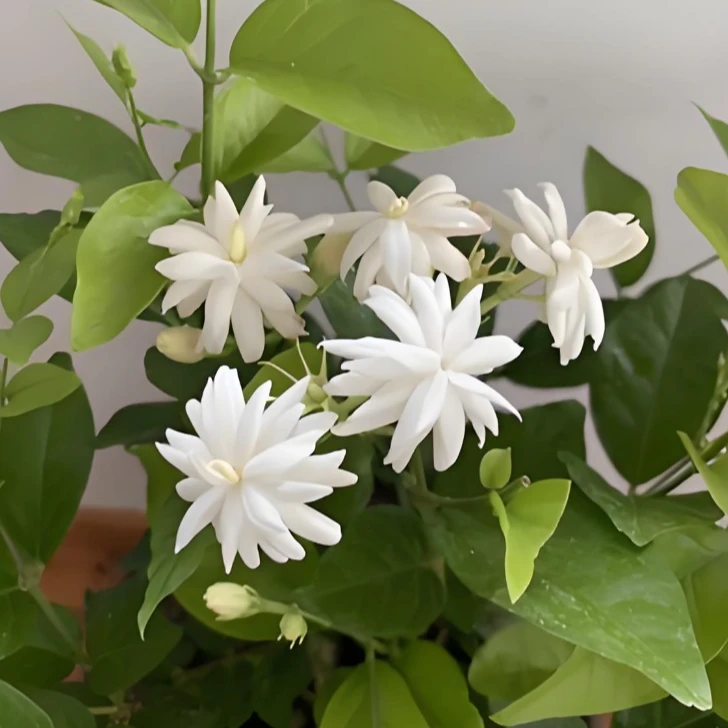 重瓣笔尖 多颗苗 0.5加仑阳台庭院浓香花卉盆栽叶子修剪花型花开