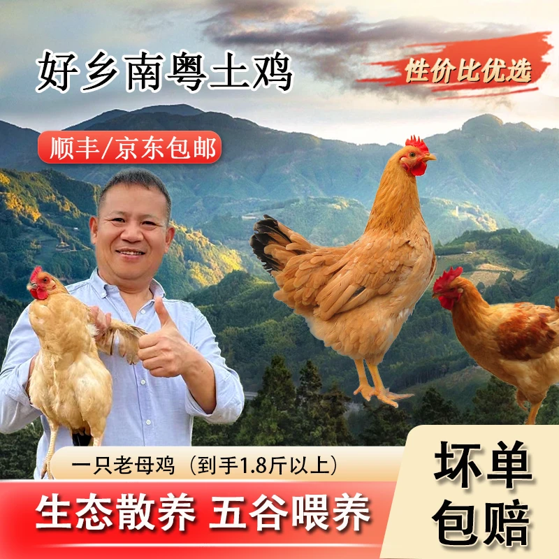 好乡南粤土鸡散养老母鸡整鸡毛重1.8斤以上煲汤飘香新鲜生态