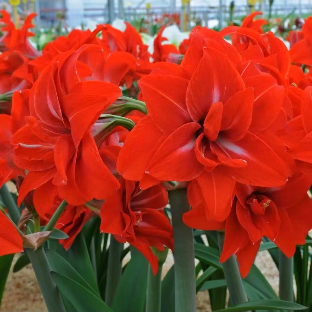 双美味朱顶红重瓣花