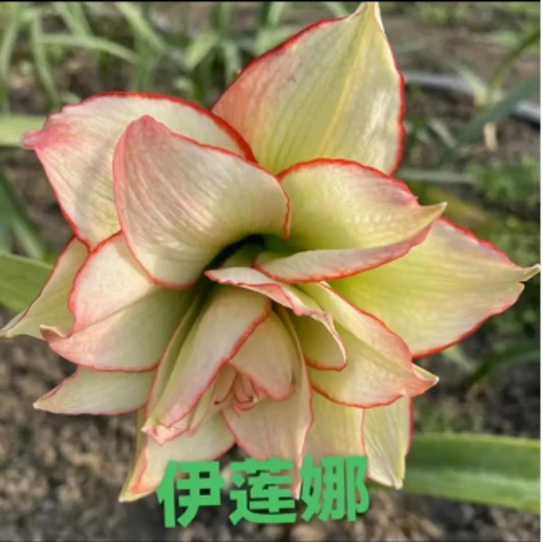 伊莲娜朱顶红重瓣种球大花型朱顶红种球盆栽地栽苗