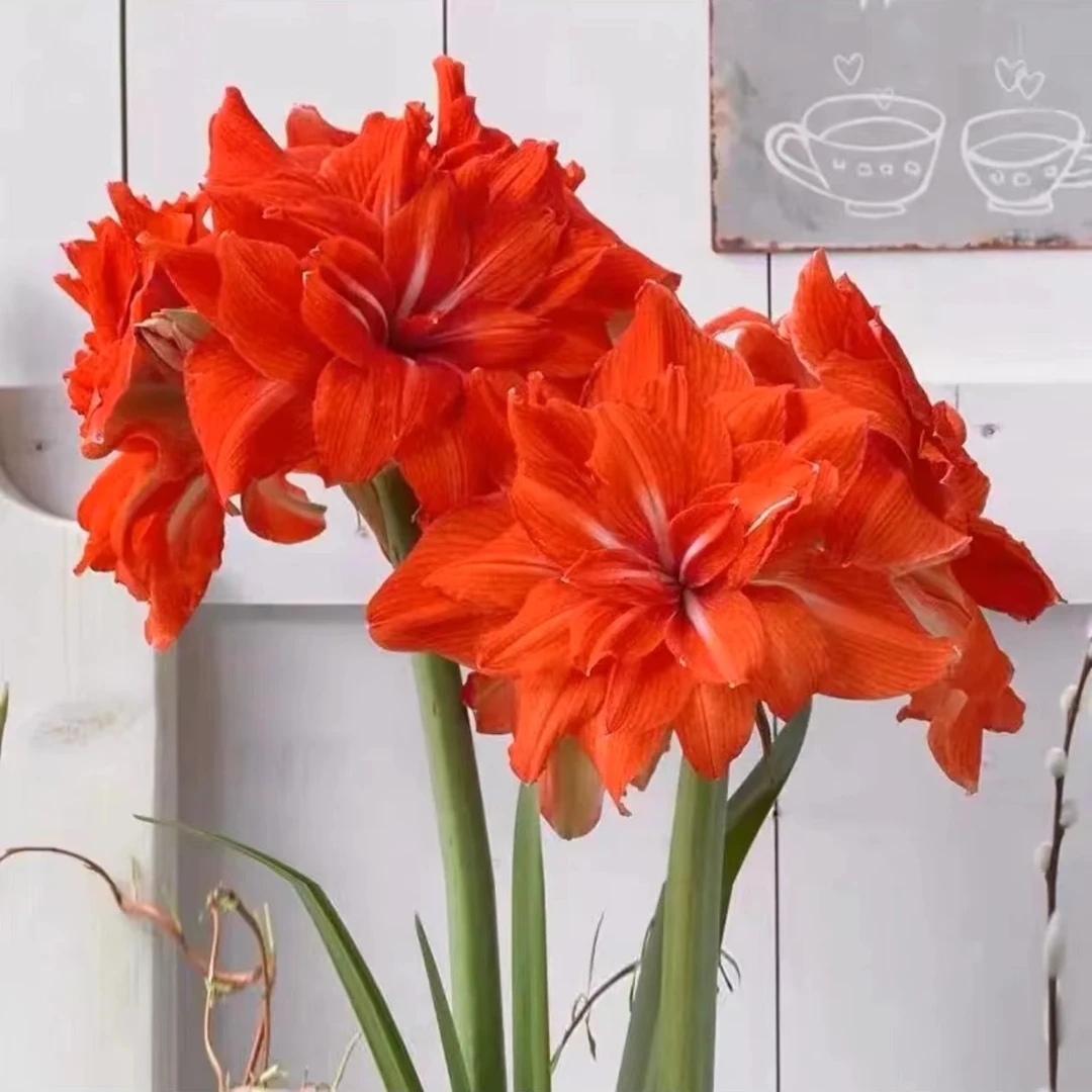 双马戏团朱顶红重瓣大花