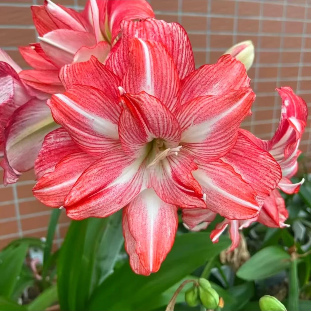 福利球朱顶红种球切球苗帝卡日出重瓣花型大花