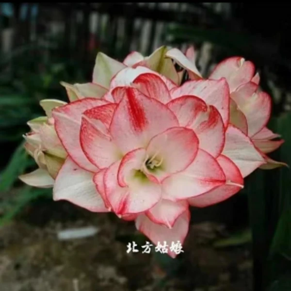 澳朱朱顶红种球北方姑娘重瓣大花型