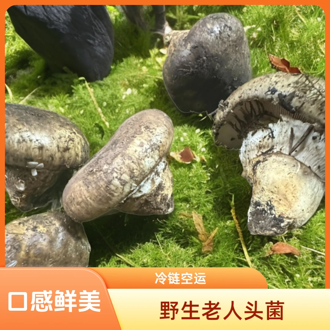 新鲜老人头菌