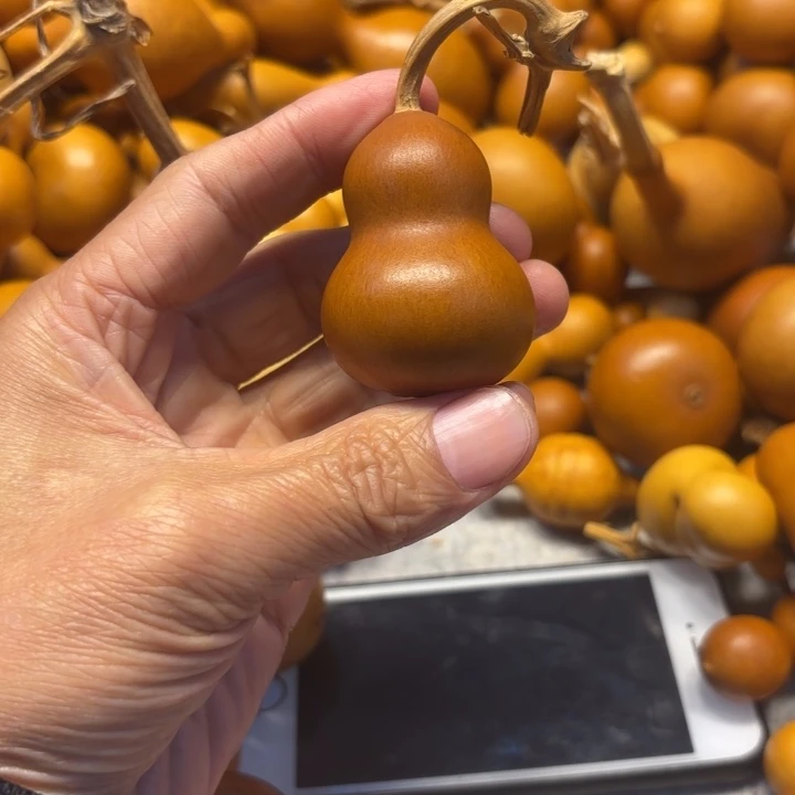 Y****?奇宝的一把紫皮胖墩葫芦