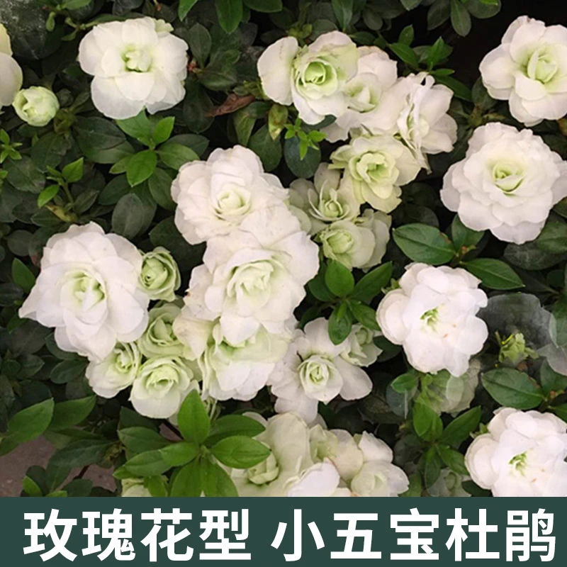 四季小五宝玫瑰花型季节杜鹃花盆栽小清新花卉白绿色杜鹃顺丰包邮