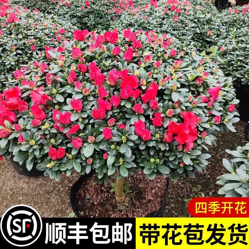 四季杜鹃花盆栽带花苞红杜鹃花树苗老桩好养花卉室内客厅植物阳台