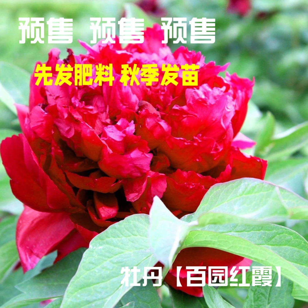 牡丹【百园红霞】先发肥料 秋季发苗