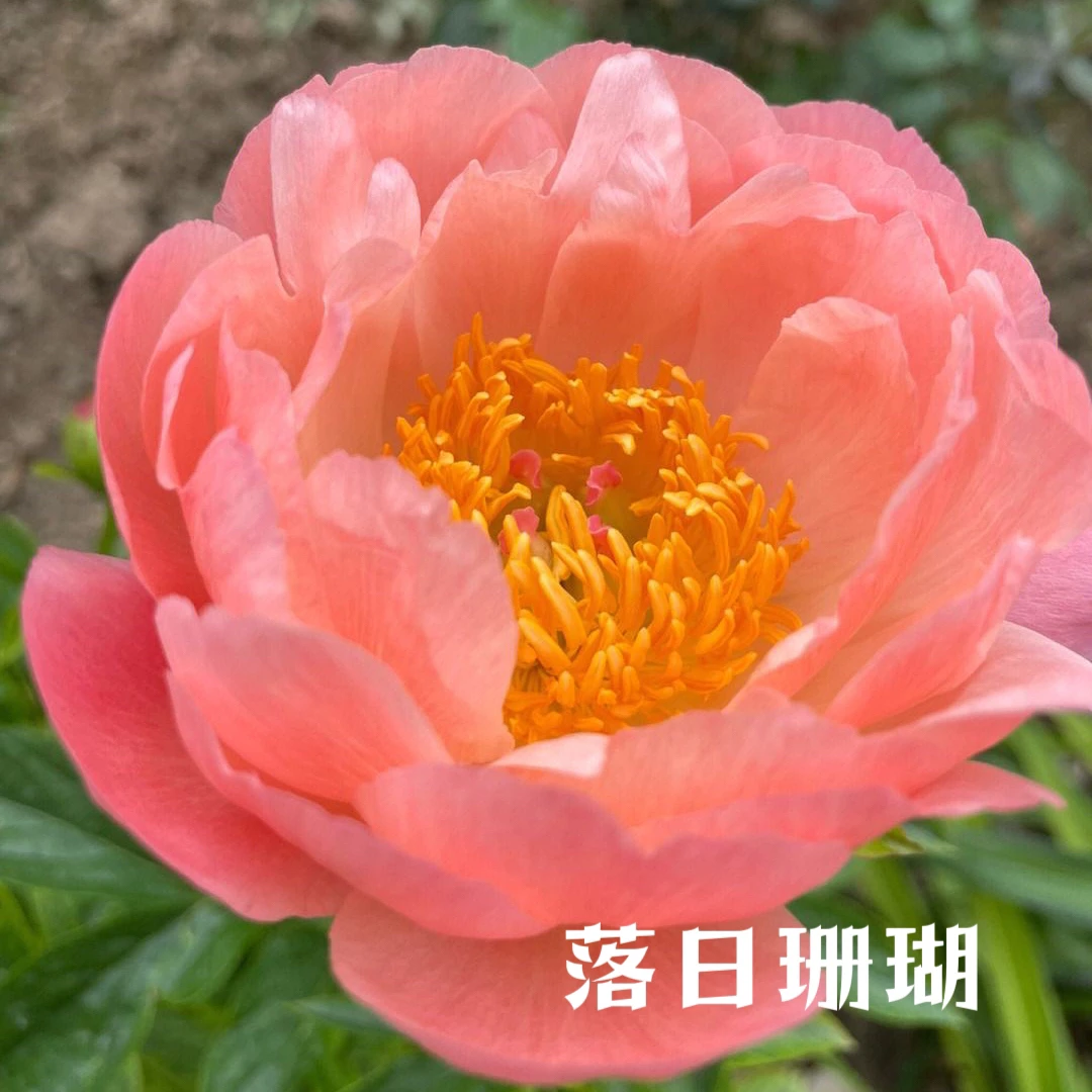 精品进口芍药 先发肥料 秋季发苗
