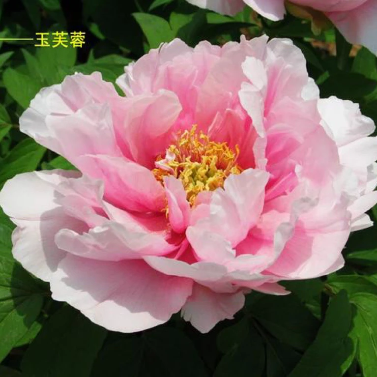 牡丹【粉肉芙蓉】先发肥料秋季发料