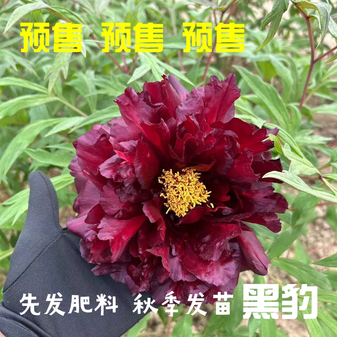牡丹【黑豹】先发肥料 秋季发苗