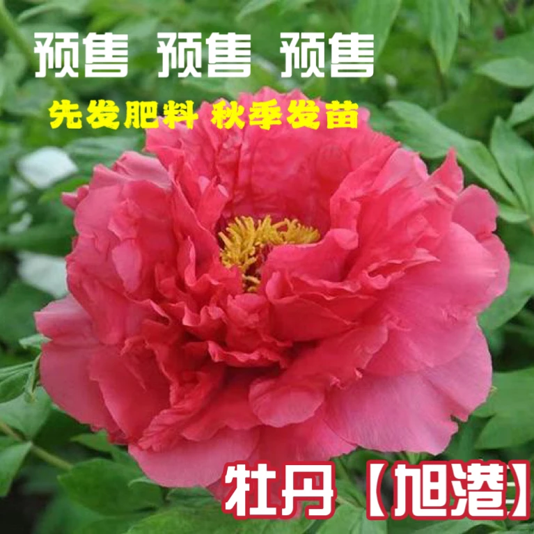 牡丹【旭港】先发肥料 秋季发苗