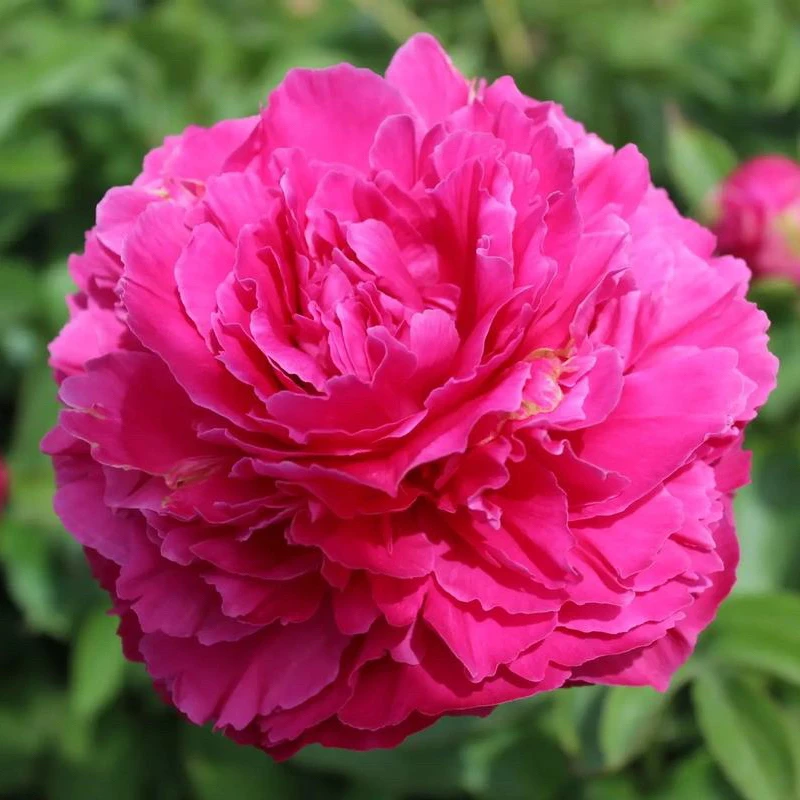 《大富贵》菏泽芍药花苗重瓣大花庭院种植观赏花卉菏泽基地直发