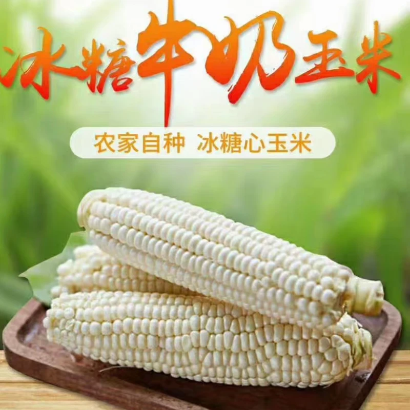 【爆浆牛奶玉米】现摘即食水果玉米冰糖牛奶玉米当季新鲜生吃棒子