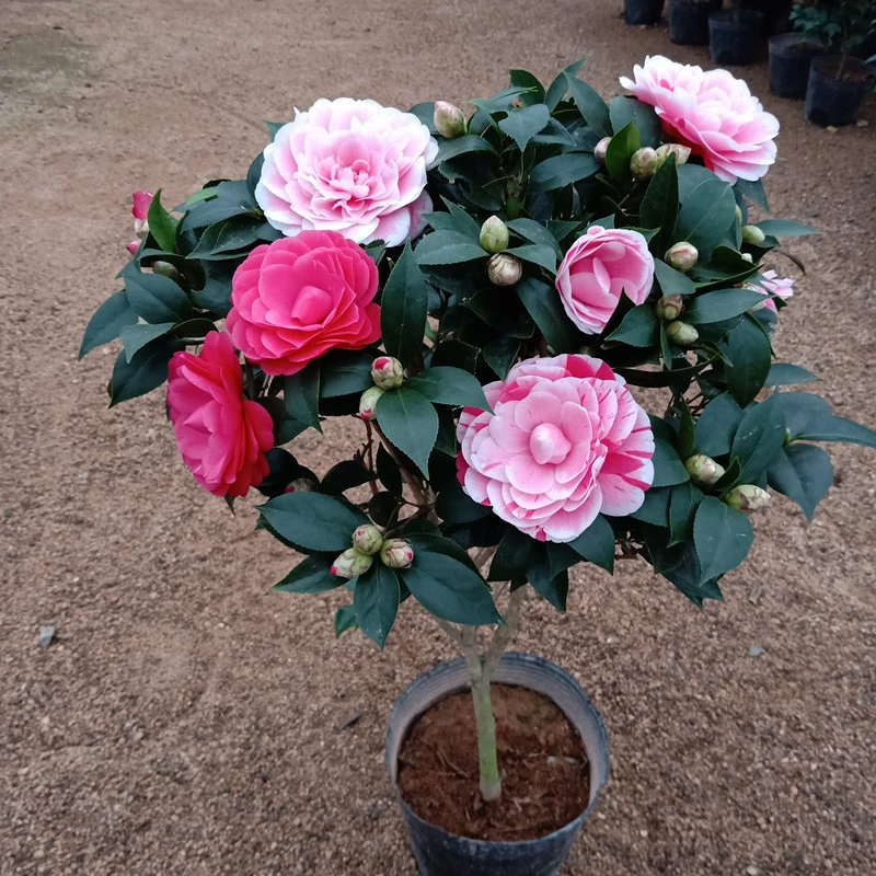 秋天长花苞 五色赤丹茶花盆栽一树多色室内外客厅庭院好养植物