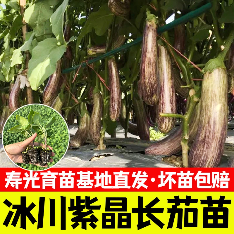竹丝长茄苗条纹面包花茄白长茄春秋李蔬菜籽阳台盆栽苗子籽