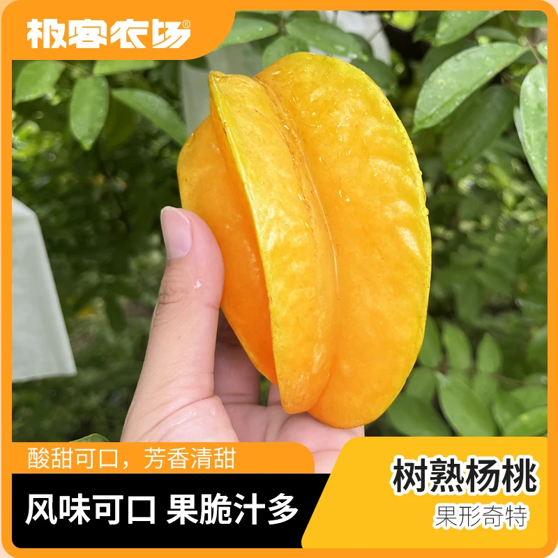 【有机杨桃】树熟采摘风味浓清甜爽口 皮薄爆汁回味无穷4斤顺丰云南