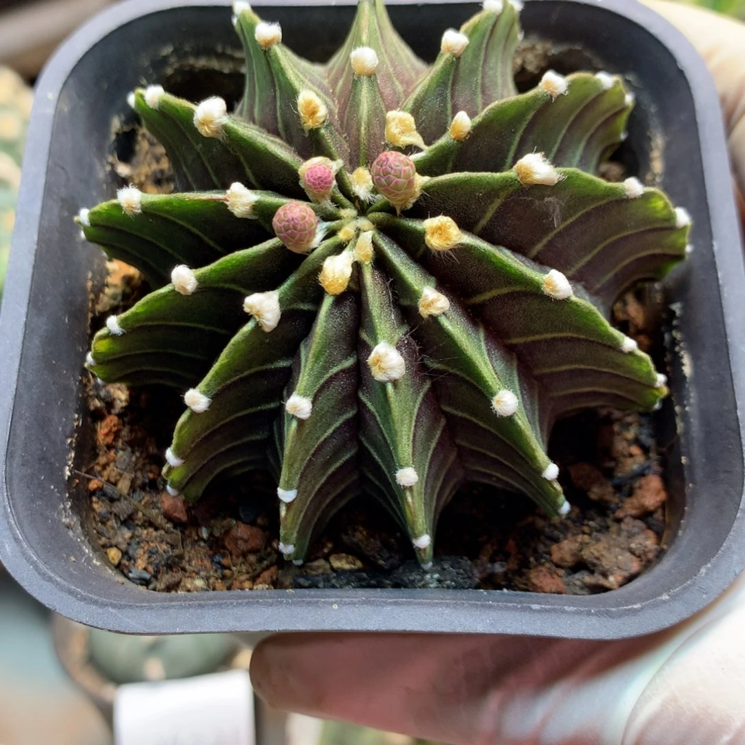 星*⭐  24号 实生十三楞肋骨