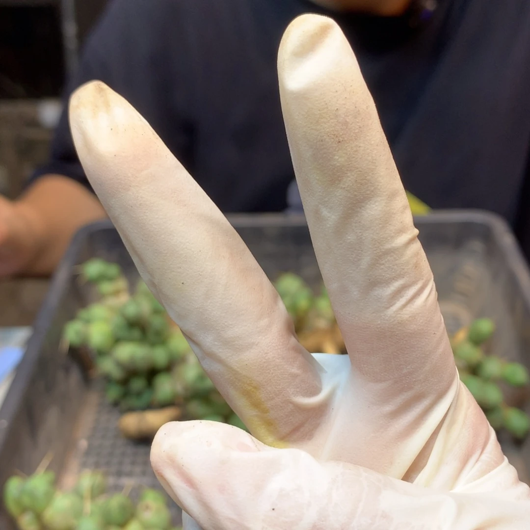 .****℡    实生光林王  (刺长一点)