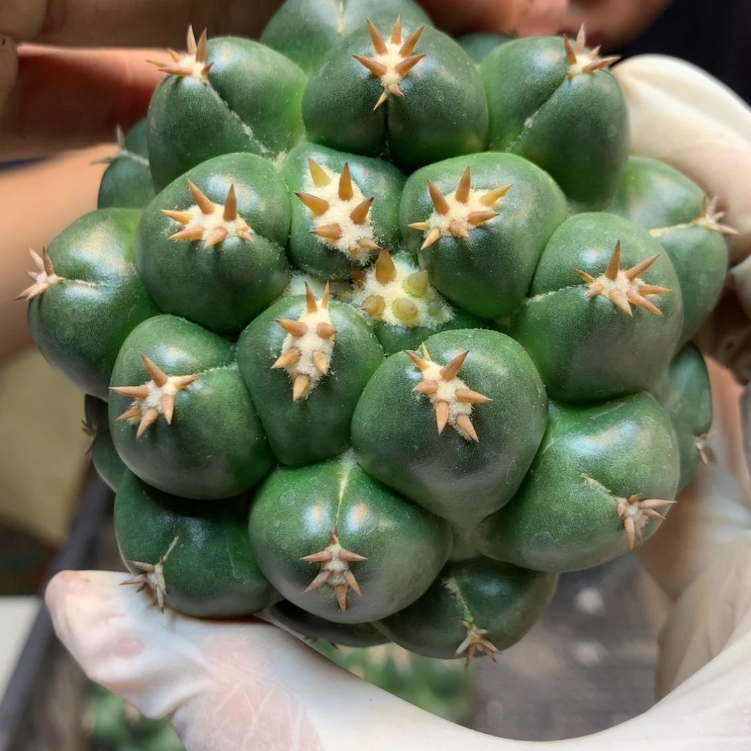 苗接密刺短豪刺獠牙7.5公分起发(无根)