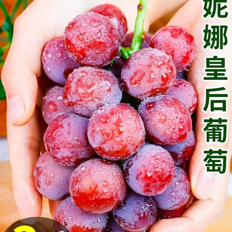 【国庆特惠】妮娜皇后葡萄顺丰空运饱满新鲜无籽