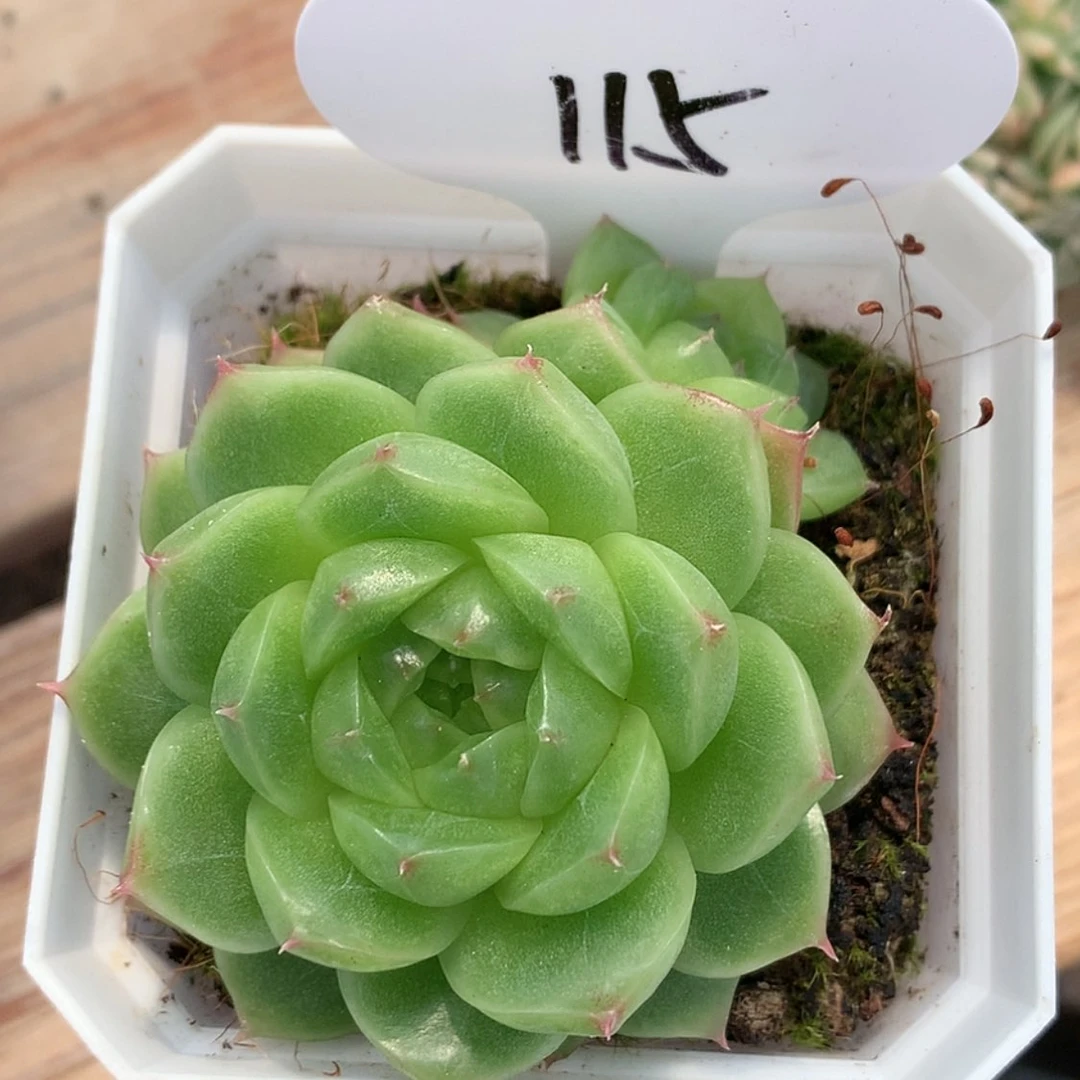 【闪购商品】杰***潮多肉植物