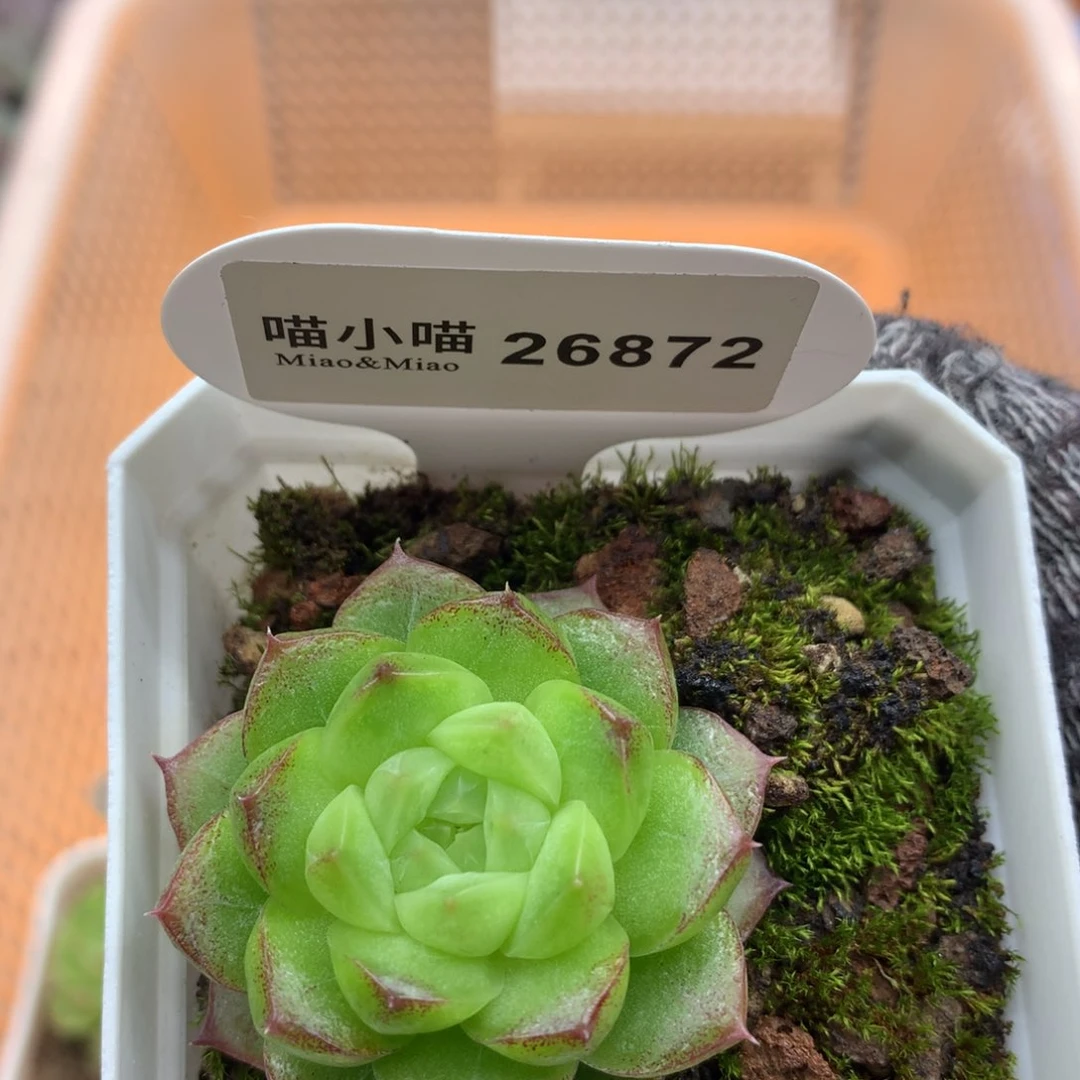 多肉植物麦秆珍妮