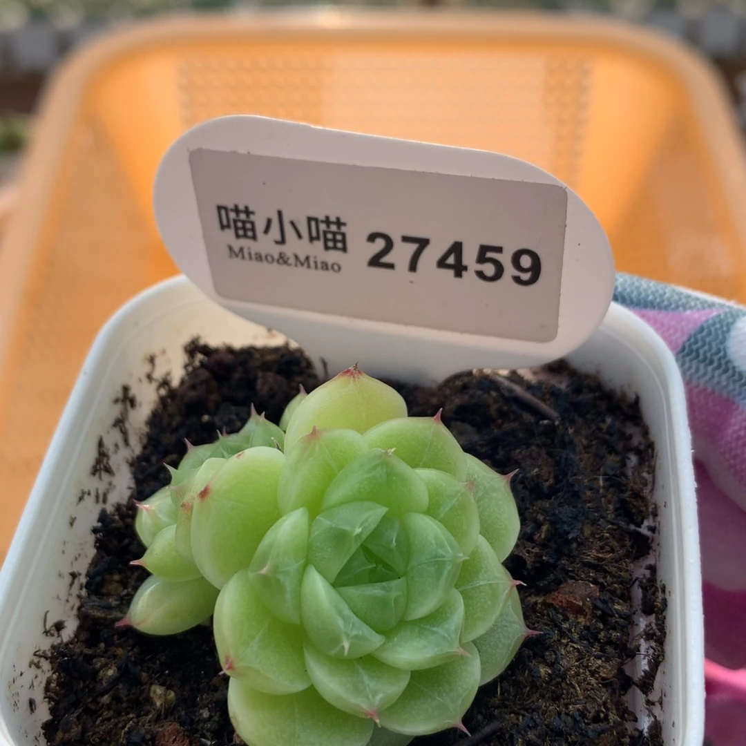 多肉植物珍妮麦秆