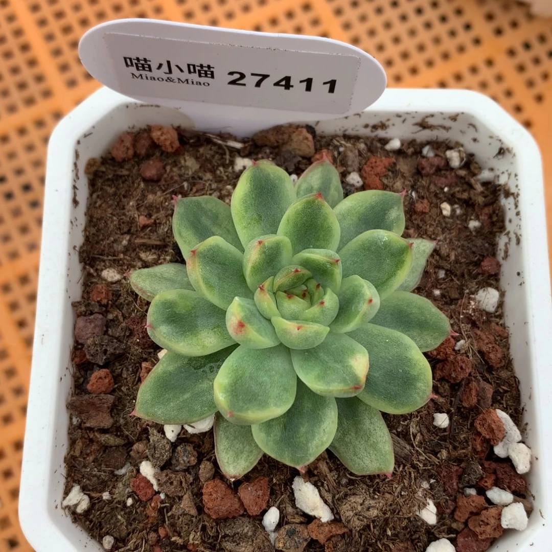 W*G多肉植物冰天使锦